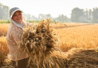 ایده شی جین پینگ درباره توسعه کشاورزی و تامین امنیت غذایی