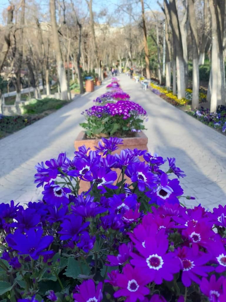 دو هزار متر مربع گل فرش در شمال تهران اجرا شد